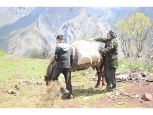 Pancar Toplamak İçin Dağı Tırmanıp Kilometrelerce Yürüyorlar