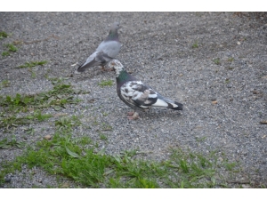 Evini Hayvanat Bahçesine Çevirdi