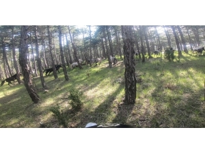 Yılkı Atlarını Motokrosçular Kask Kamerasıyla Görüntüledi