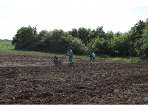 İzmit Belediyesi Kompost Gübre Üretimine Başladı
