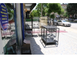 Evcil Hayvanlara Talep Patladı