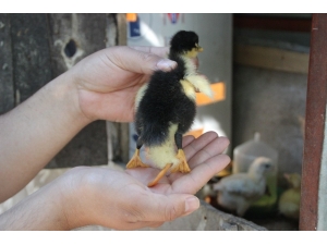 4 Ayaklı Ördek Yavrusu