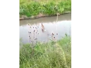 Köylülerin Kamerasına Takıldı: Karaca Köye İndi