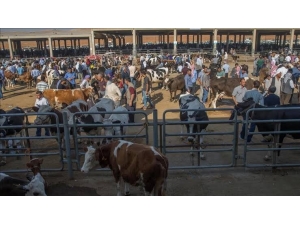 Aşkale’de Hayvan Pazarı Açılıyor