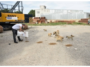 Büyükşehir Sokak Hayvanlarını Unutmuyor