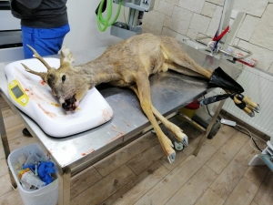 Yaralı Karacaya Polis Sahip Çıktı
