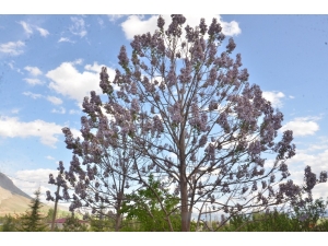 Dünyanın En Hızlı Büyüyen Ağacı