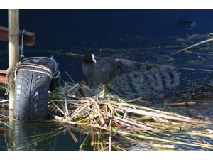 Beyşehir Gölü’nde Otomobil Lastiğine Yuva Yapan Sakar Mekeler Renkli Görüntüler Oluşturuyor