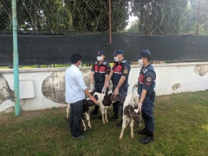 Çalınan Buzağılar Jandarma Ekiplerince Bulundu
