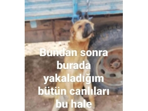 Erzincan’da Köpeği Römorka Asan Şüpheli Şahıs Gözaltına Alındı