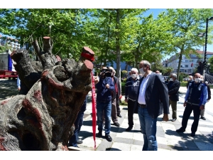 Tünel İnşaatından Kurtarılan Asırlık Zeytin Ağaçları Nefes Oldu