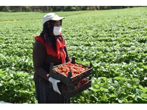 Kahramanmaraş’ta Devlet Destekli Üretilen Çilekte Hasat Başladı