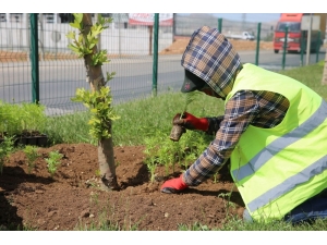 Büyükşehir Belediyesi Yeşil Bir Mardin İçin Çalışmalara Hız Verdi
