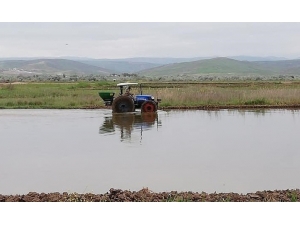 Sungurlu’da Çeltik Ekimi Başladı