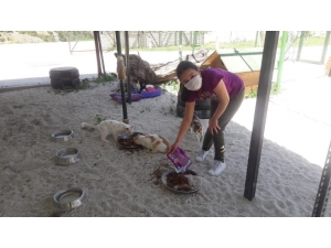 Çocuklar İzin Saatlerini Can Dostlarıyla Geçirdi