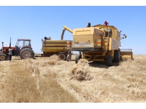 Barış Pınarında Hasat Sevinci