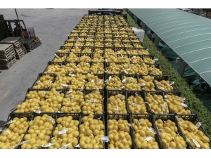 Mersin’den İstanbul Ve Ankara’ya Son Limon Sevkiyatı Da Yapıldı