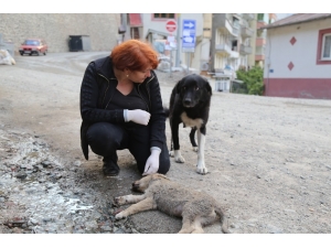 Anne Köpek Ölen Yavrusunun Başından Saatlerce Ayılmadı