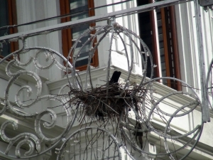 - Taksim İstiklal Caddesi’nin Göbeğindeki İlginç Kuş Yuvası