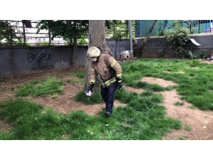 Ağaçtan Düşen Yavru Karga İçin Belediye Ekipleri Seferber Oldu