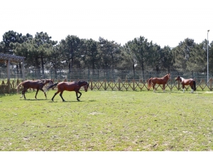 Yavru Taya İsmini İlçe Halkı Sosyal Medya Üzerinden Koydu