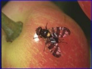 Üreticiler Kiraz Sineğine Karşı Uyarıldı