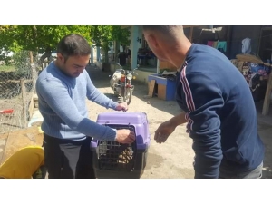 Köyde Bulunan Şahin Ekiplere Teslim Edildi