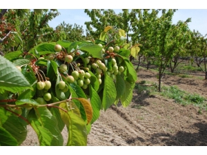 Hobi Olarak Başlamıştı, Şimdi Siparişlere Yetişemiyor