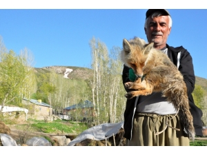 Arıların Soktuğu Tilkiyi Muhtar Korumaya Aldı