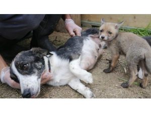 Sahipsiz Kalan Çakal Ve Tilki Yavrularına Köpek Sahip Çıktı