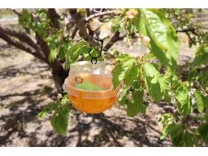 Niğde’de Bahçelere Akdeniz Sineği Tuzağı Dağıtıldı