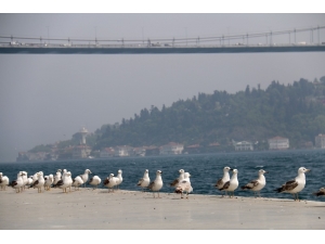İstanbul’un Ünlü Sahiline Martı Akını