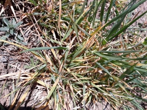 Kırşehir’de, ‘Cücelik Virüsü’ Uyarısı