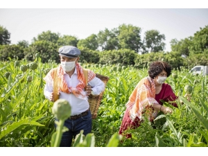 Başkan Soyer, Çiftçiler Günü’nde Sırtında Küfeyle Enginar Hasadına Katıldı