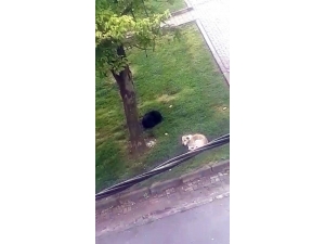 İşe Giderken Başıboş Köpeklerin Saldırısına Uğradı