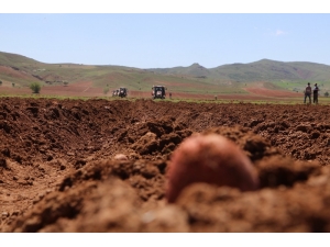 Vali Traktör Koltuğuna Geçti, Patates Ve Pancar Ekti