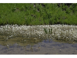 Muş Ovası’ndaki Çiçekler Gökkuşağını Andırıyor