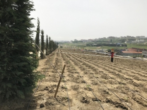 Beylikdüzü’nde 20 Bin Dönümlük Organik Tarım Alanı Oluşturuldu