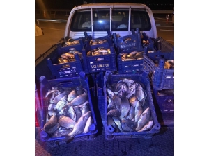 Elazığ’da 600 Kilo Kaçak Balık Avına 10 Bin Tl Ceza