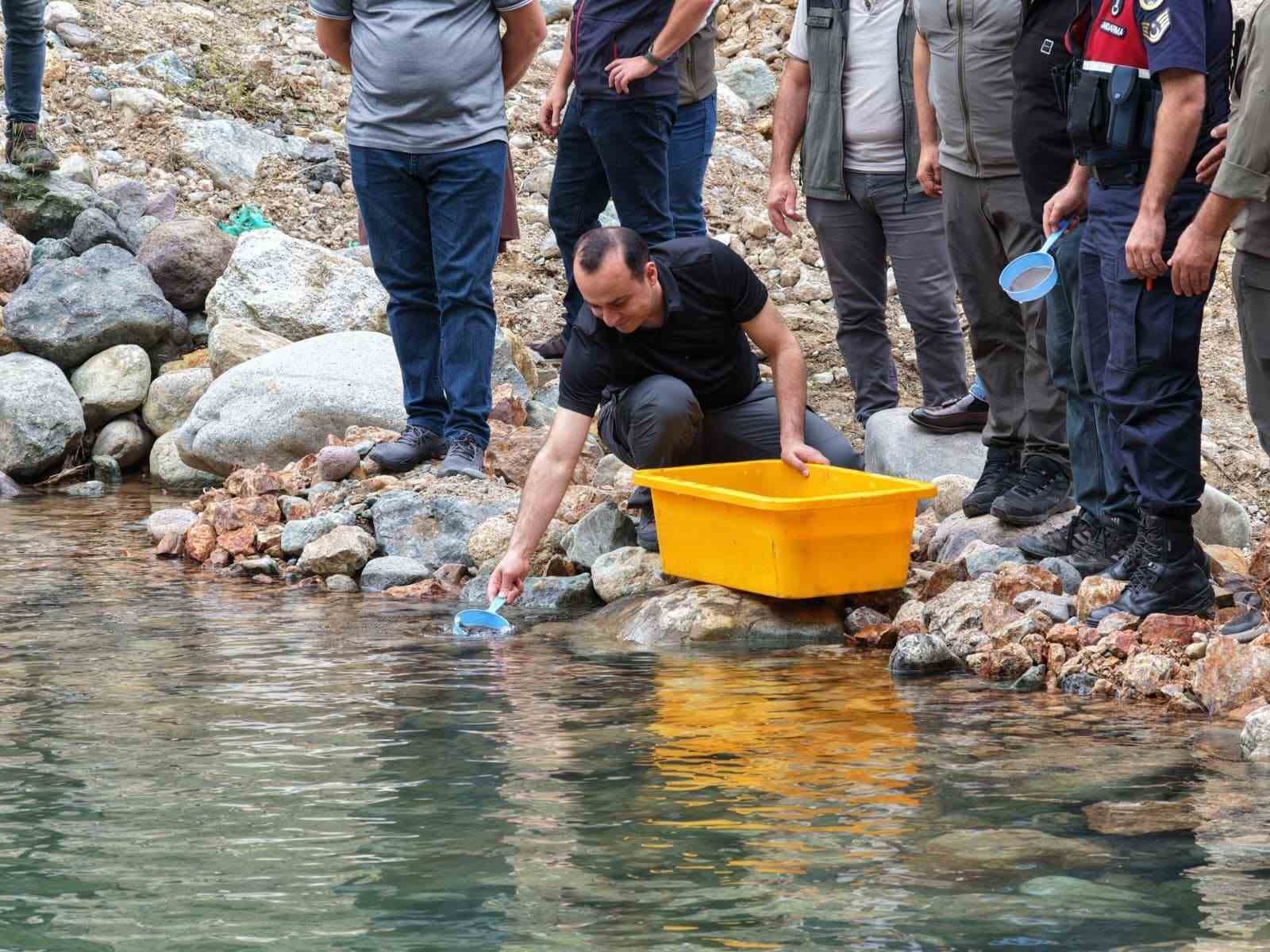 artvin-de-30-bin-kirmizi-benekli-alabalik-yavrusu-derelerle-bulustu