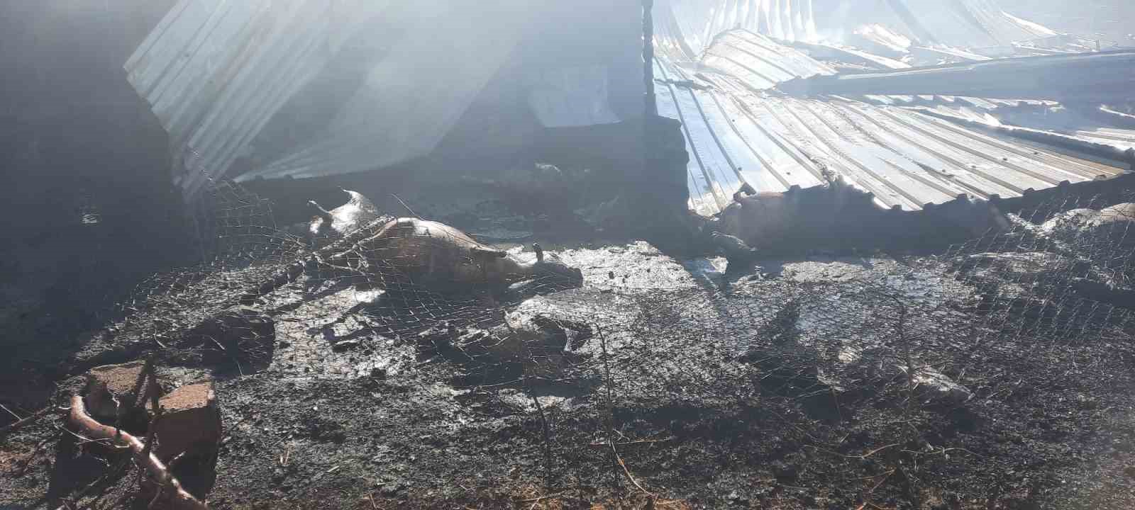cukurkuyu-da-cikan-ciftlik-yangininda-250-kucukbas-hayvan-telef-oldu