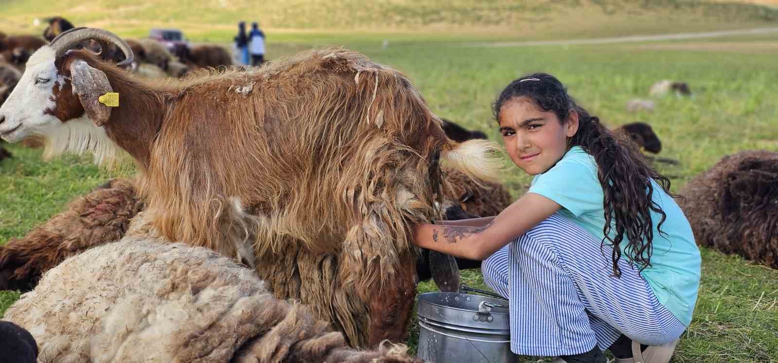 mus-ta-yayla-mesaisi-basladi-lezzetli-sutun-sirri-daglarda-sakli
