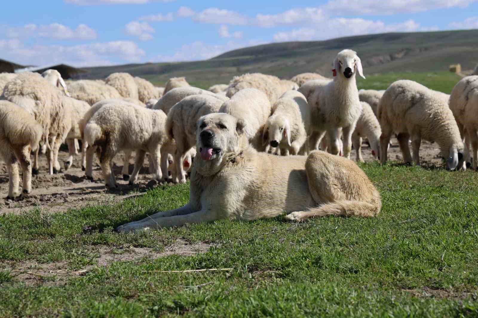 sivas-ta-kucukbas-hayvan-sayisi-1-milyonun-altina-dustu