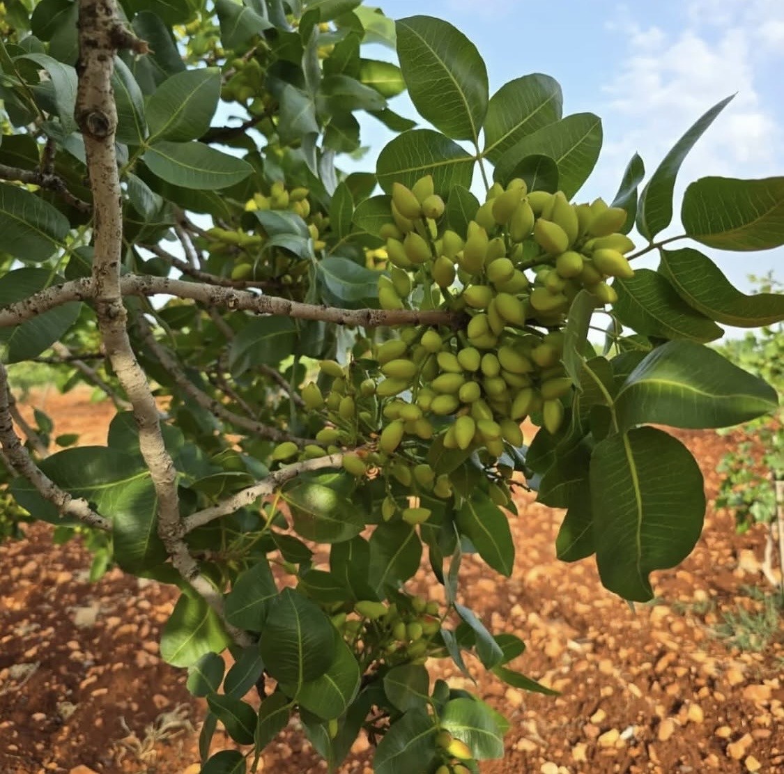 cermik-te-fistik-ureticisine-hasat-uyarisi