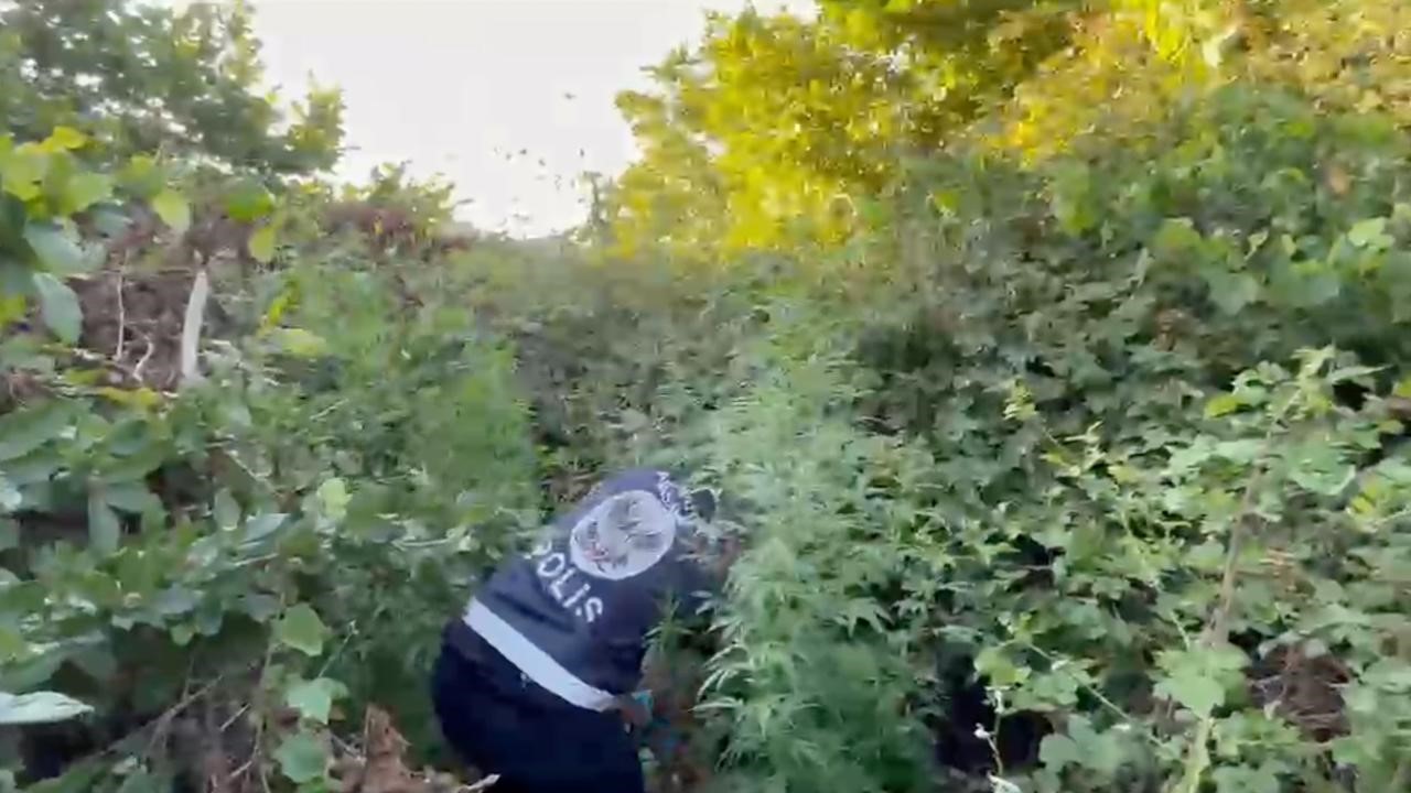 istanbul-da-film-gibi-olay-ormana-ektigi-kenevir-dron-devriyesinde-bulundu