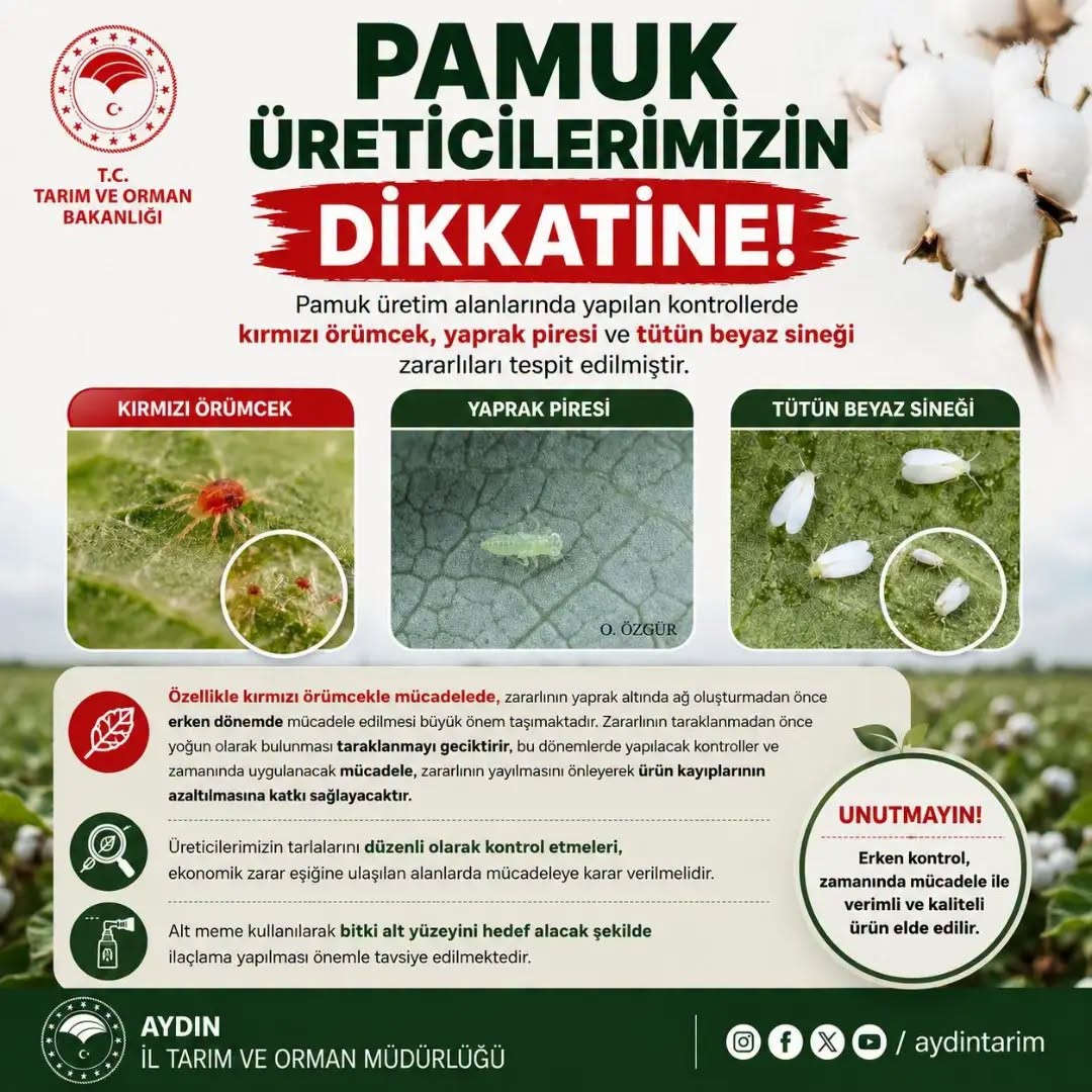 aydinli-pamuk-ureticilerine-zararli-uyarisi