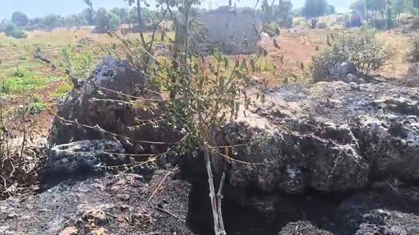 dicle-de-ortu-yangini-onlarca-meyve-agaci-alevlere-teslim-oldu