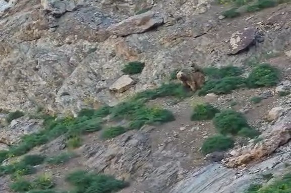 cennet-cehennem-vadisi-nde-ayi-ve-yavrusu-goruntulendi