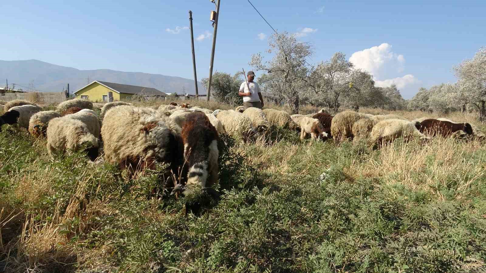 maaslariyla-gundem-olan-cobanlar-gunde-litrelerce-su-tuketerek-kavurucu-sicakta-mesaiyi-surduruyor