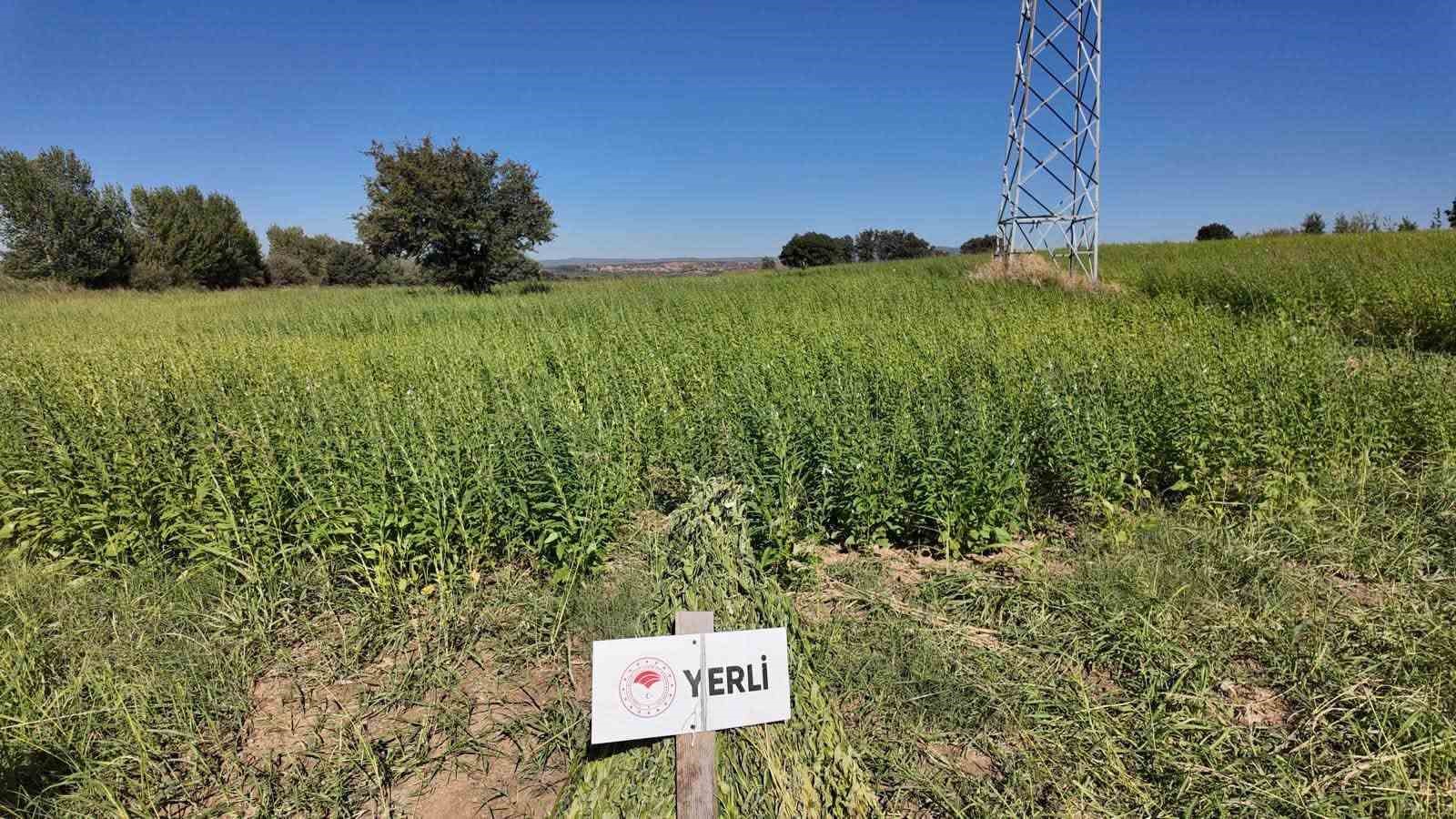 canakkale-de-7-yerli-ve-milli-susam-cesidi-hasat-edildi